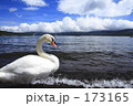 白鳥と湖