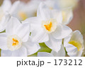 スイセンの花