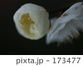 173477