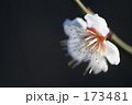 173481