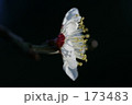 173483