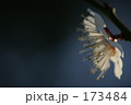 173484