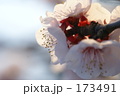 173491