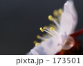 173501