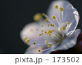 173502