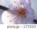 173503