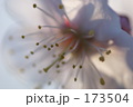 173504