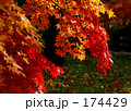 紅葉のグラデーション