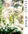 [Twinkle] a Floral design.ヒナ草.銀塩.