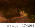 モリアオガエル