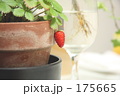 ワイルドストロベリー