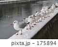 ゆりかもめ①