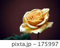 黄色のバラ