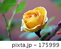 黄色いつるバラ