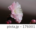 八重の梅