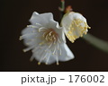 白梅