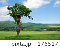 ツリーハウス