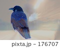 カラス、カワセミに変身