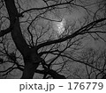 朧月と大木