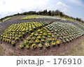 菜の花畑