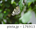 ゴマダラチョウ