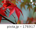もみじ