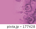 薔薇の色 薔薇の色