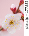 白梅