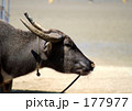 由布島の水牛