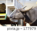 由布島の水牛