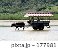 由布島の牛車