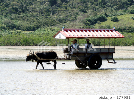 「由布島の牛車」の写真素材 「由布島の牛車」の写真素材