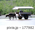 由布島の牛車