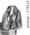 犬