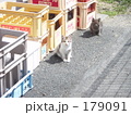 見つめる子猫