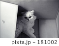 捨て猫、発見