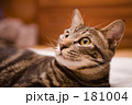 見上げ猫
