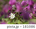 カタクリの花