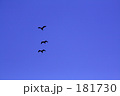大空に舞う鳥たち、どこへ向かうの？