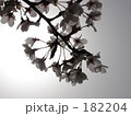 サクラ（１）