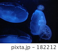 ミズクラゲ