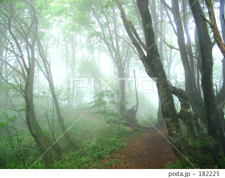 「ブナの原生林」の写真素材 「ブナの原生林」の写真素材