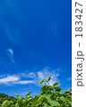 緑と青空