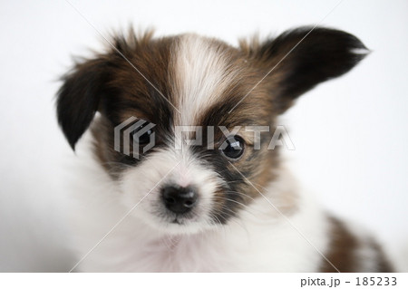 パピヨン　子犬