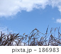 素材ナンバー 186983 : 「冬の空」