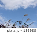 素材ナンバー 186988 : 「冬の空」