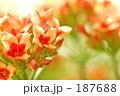 朝陽の中で