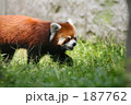 素材ナンバー 187762 : 「レッサーパンダ」