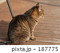 187775