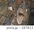 カーブドッチワイナリー　ネコ・猫・ねこ（新潟県新潟市西蒲区、旧巻町）